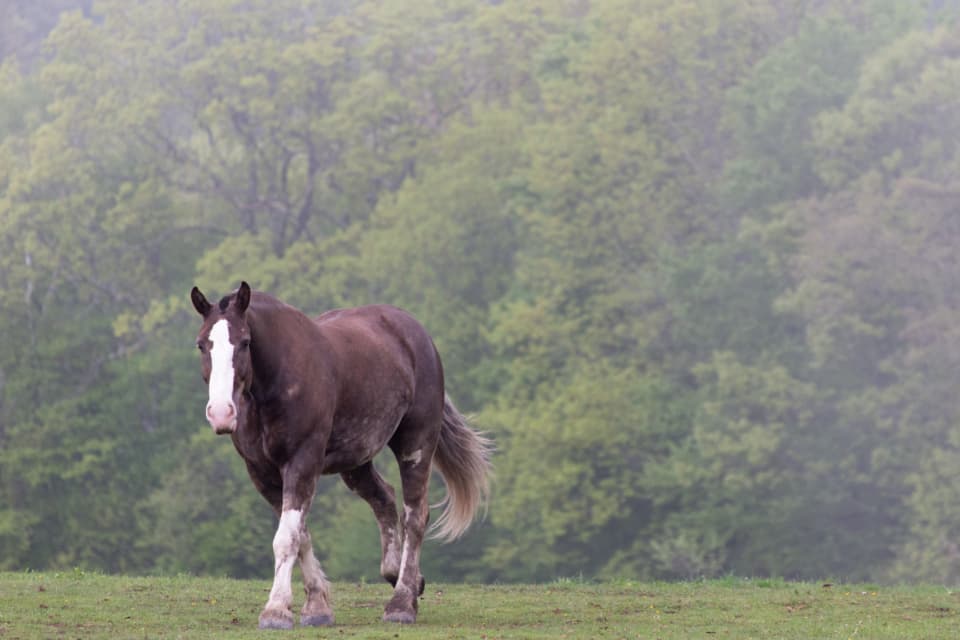 A horse walking through a misty paddock