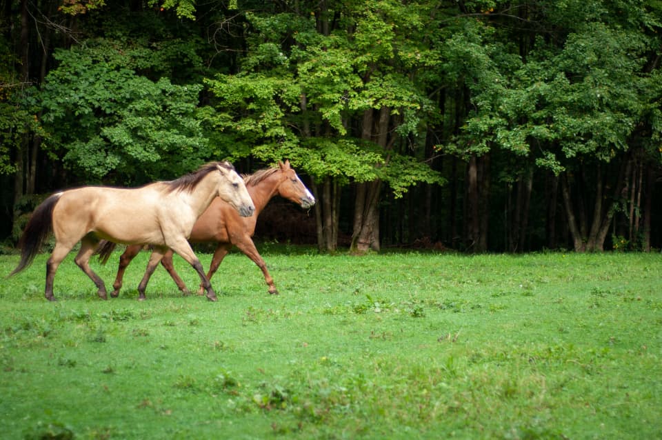 Two horses trotting across a green pasture